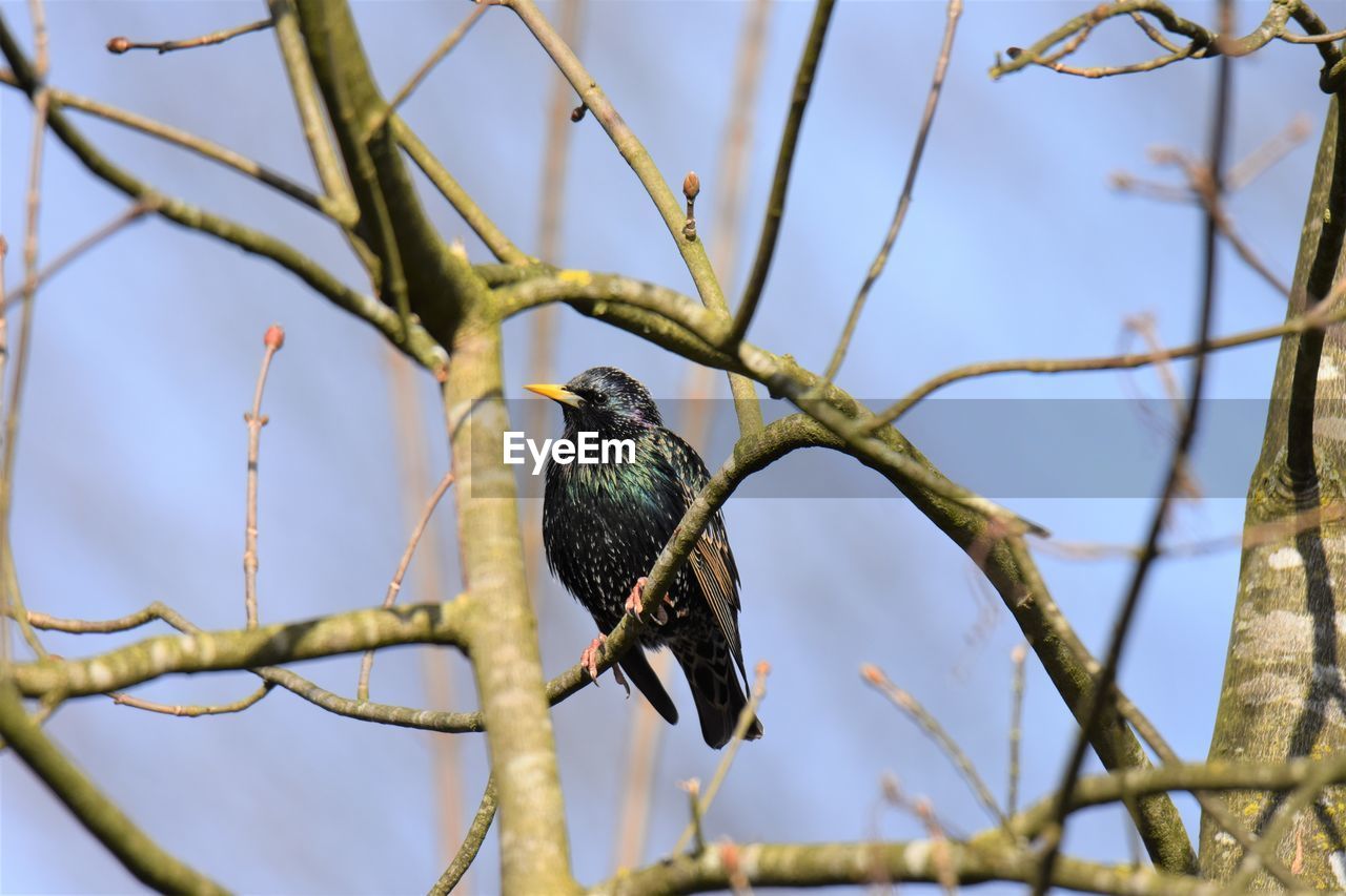 Low angle view of starling perching on branch