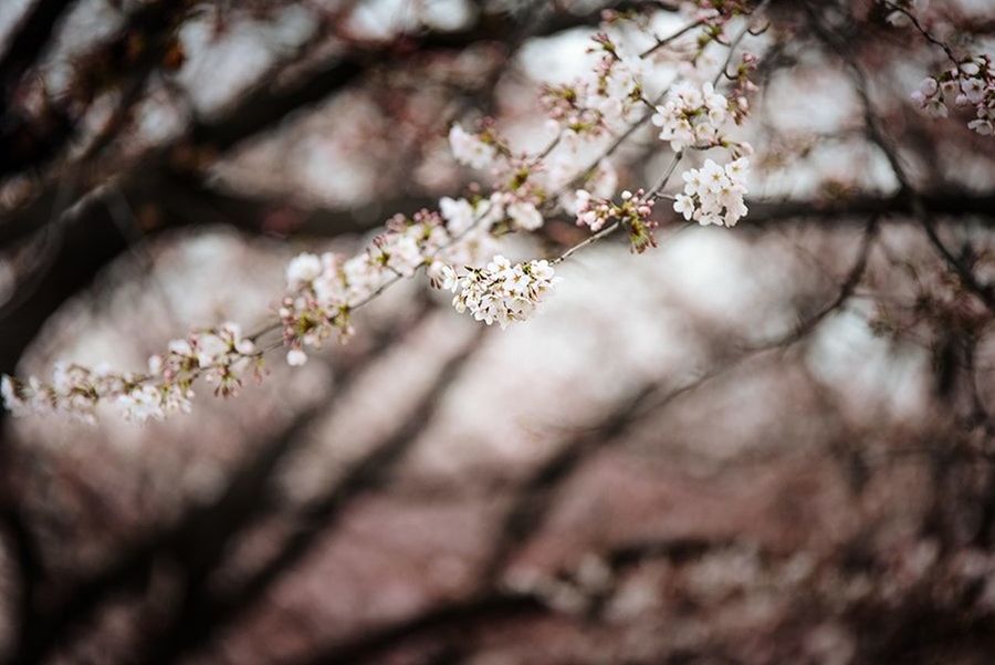 CLOSE-UP OF CHERRY BLOSSOMS AGAINST SKY