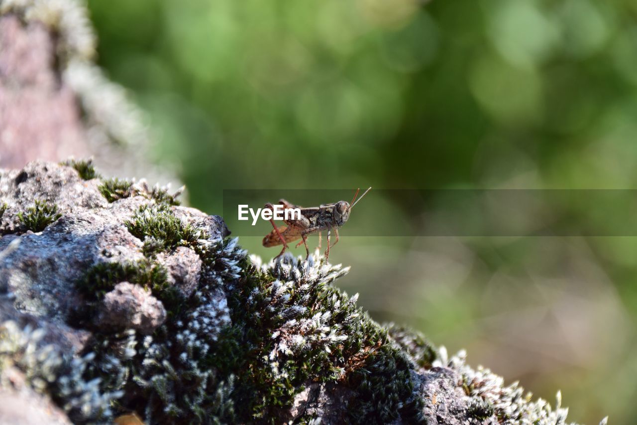 Close-up of insect on flowers