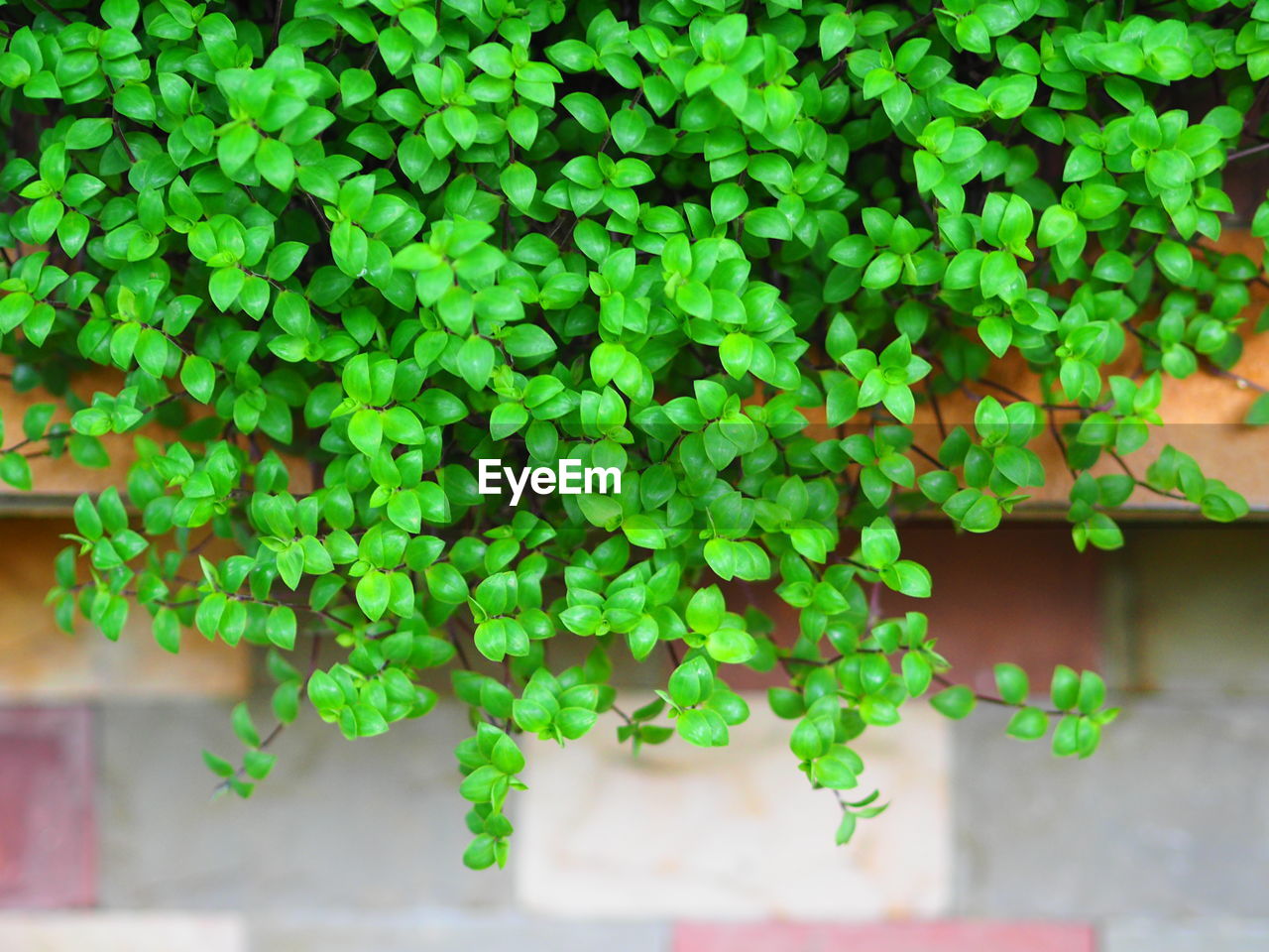 Close-up of fresh green plant