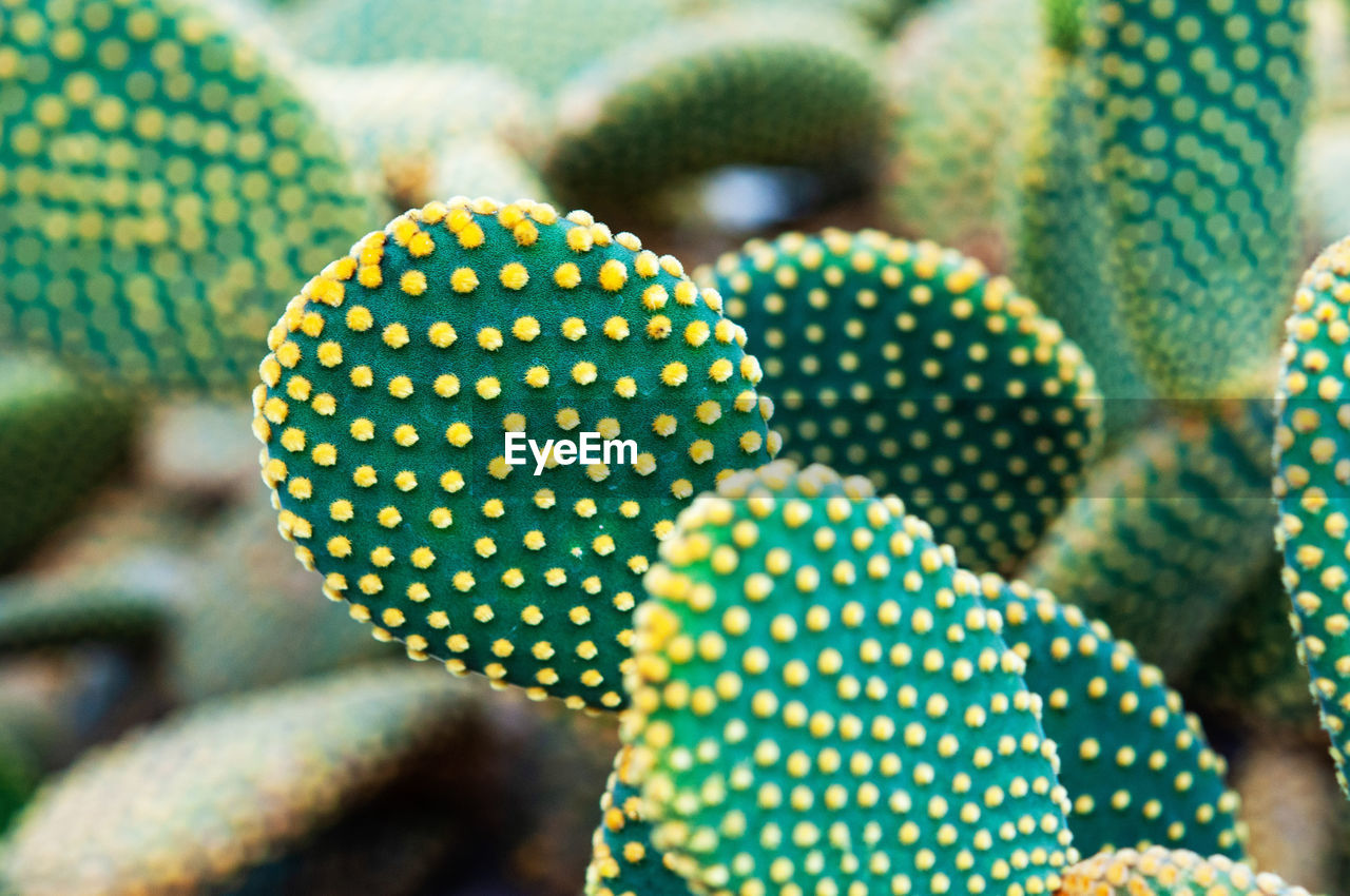 CLOSE-UP OF MULTI COLORED CACTUS PLANT