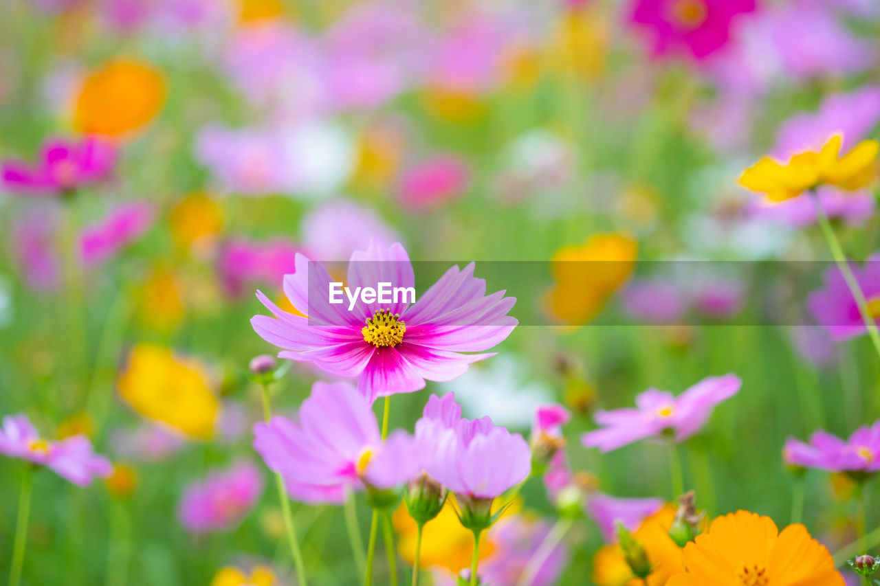 CLOSE-UP OF PINK COSMOS FLOWER