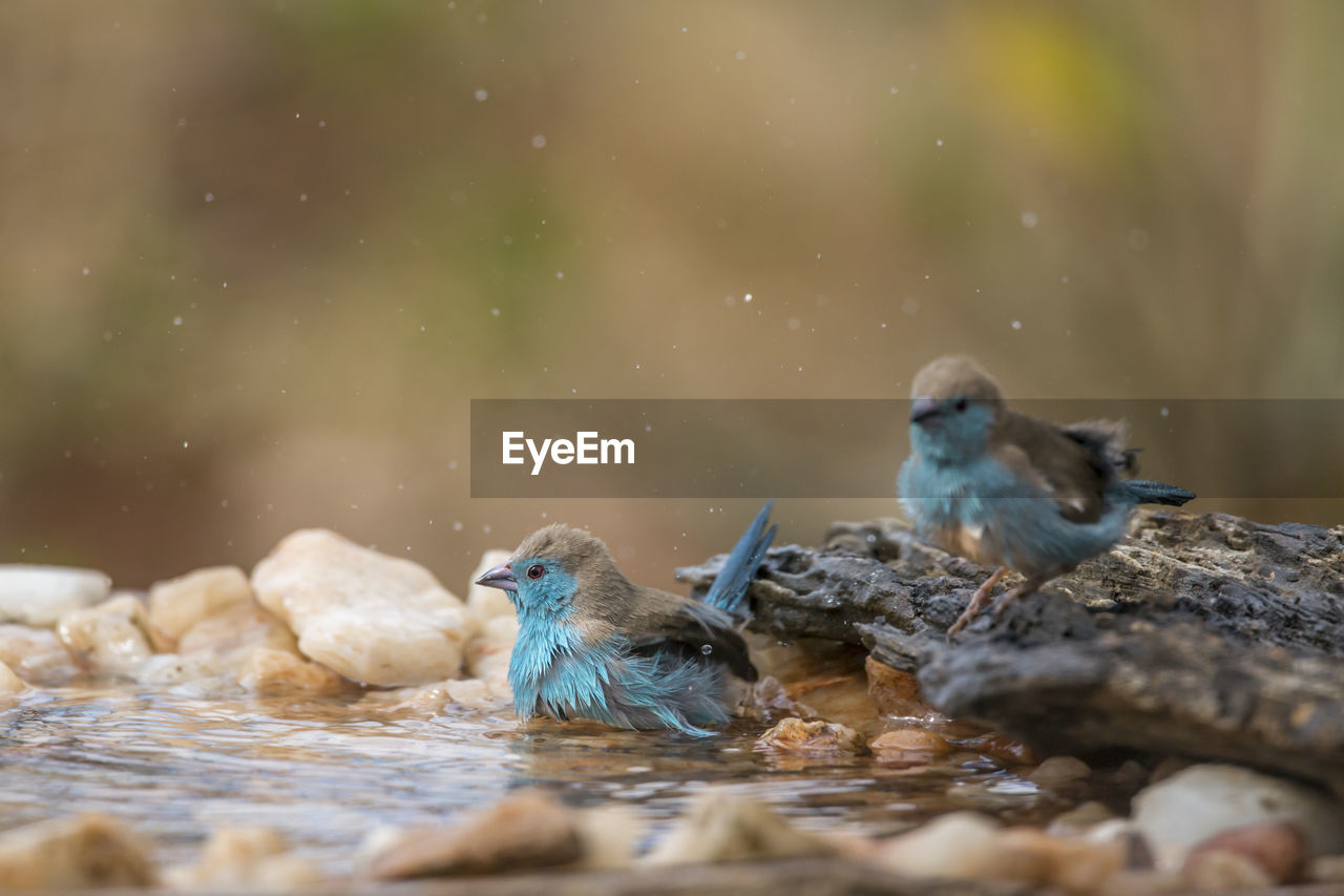 CLOSE-UP OF DUCKS IN LAKE