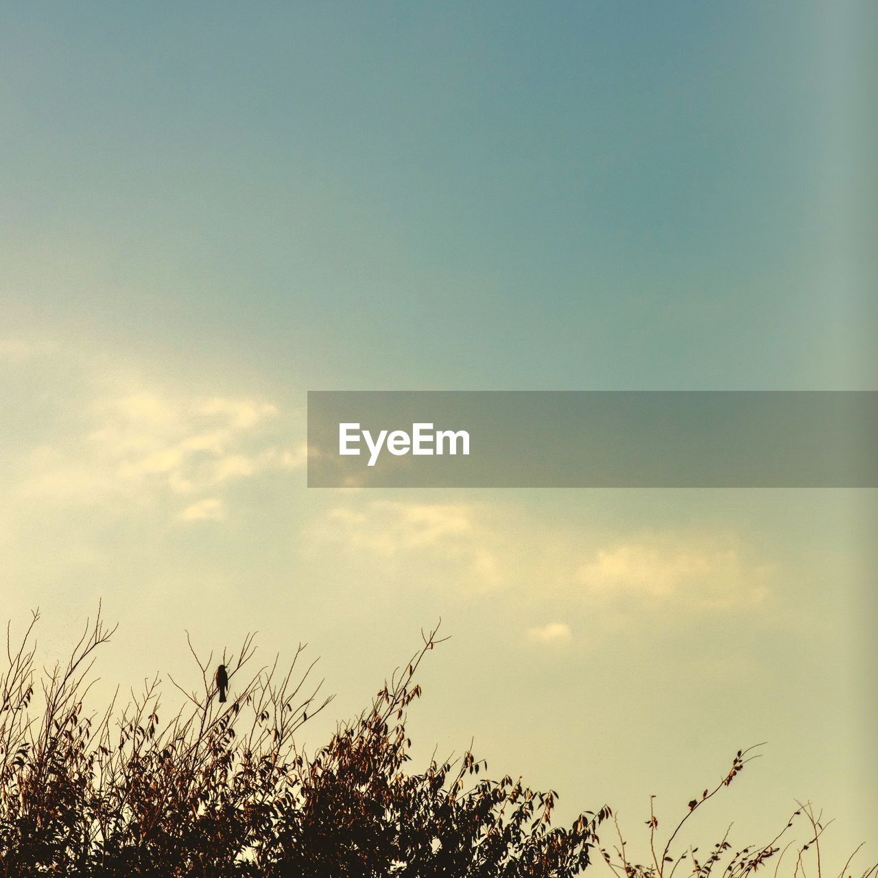 LOW ANGLE VIEW OF SILHOUETTE PLANT AGAINST SKY