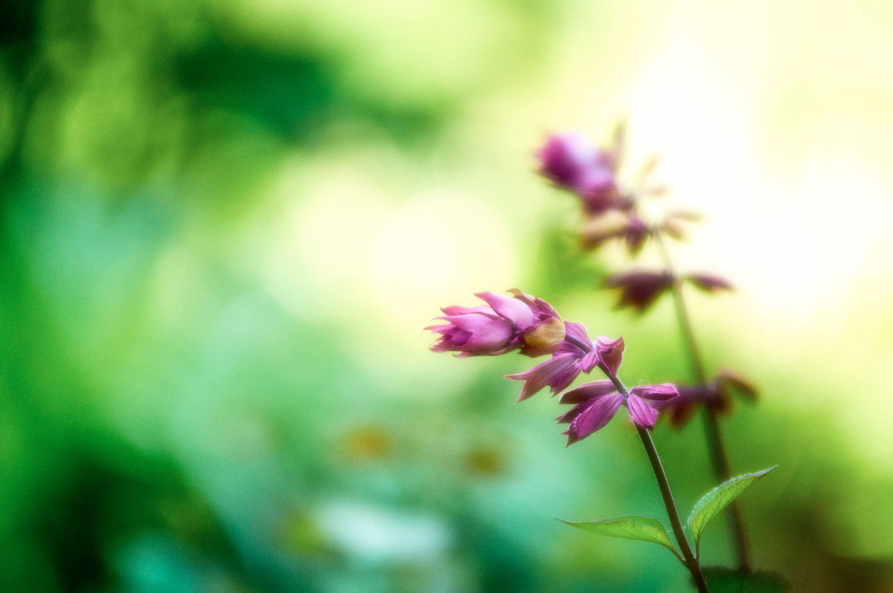 CLOSE-UP OF PINK FLOWERS BLOOMING