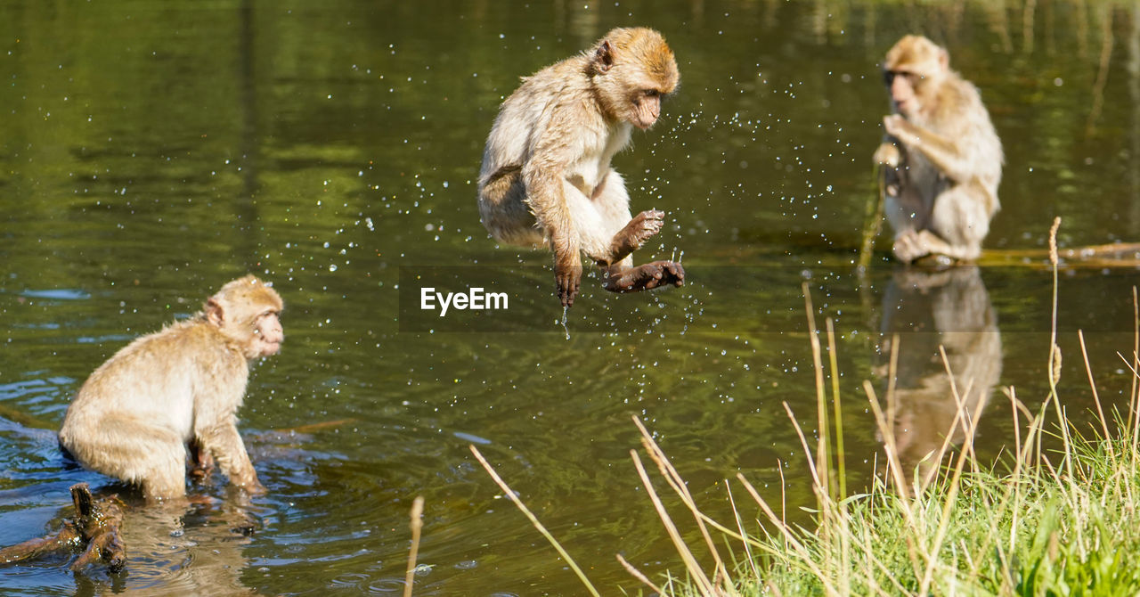monkeys sitting in lake