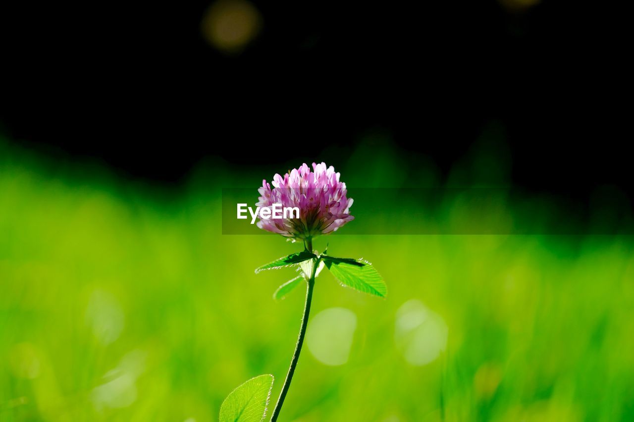 Pink flower blooming on field