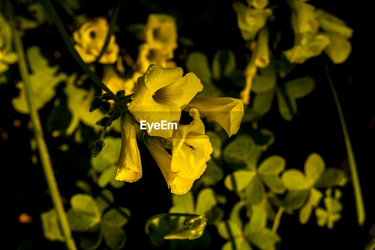 CLOSE-UP OF YELLOW FLOWER TREE