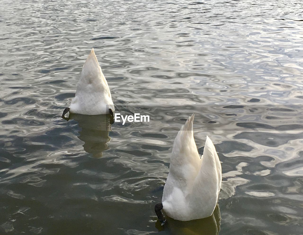 HIGH ANGLE VIEW OF SWANS SWIMMING ON LAKE