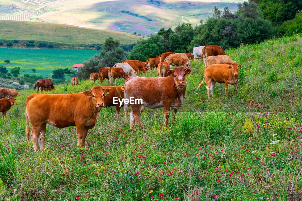 COWS ON LANDSCAPE