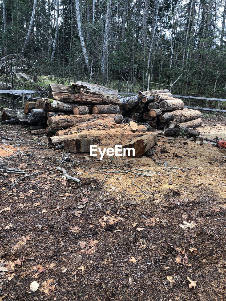 STACK OF LOGS IN FIELD