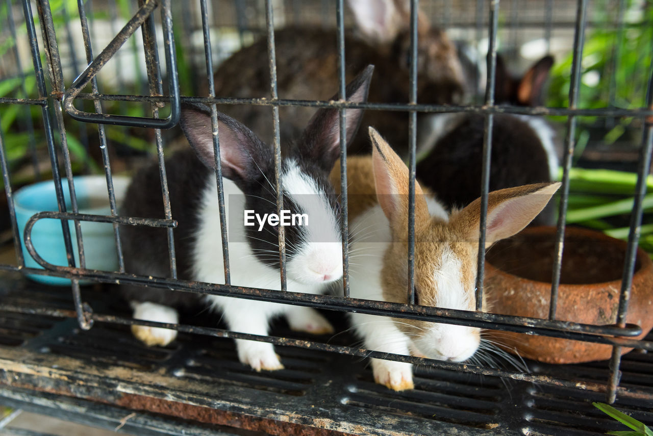 Close-up of rabbits in cage at zoo