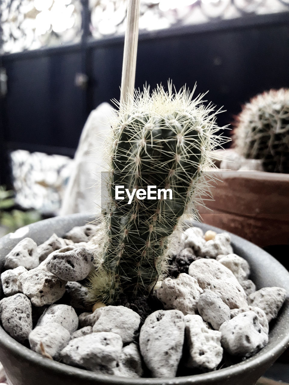 Close-up of succulent plant in pot