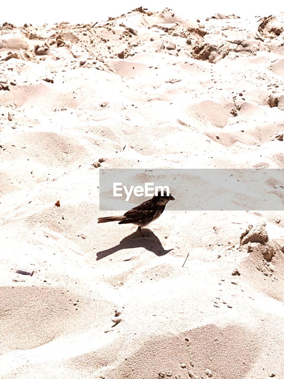 HIGH ANGLE VIEW OF BIRDS ON SAND