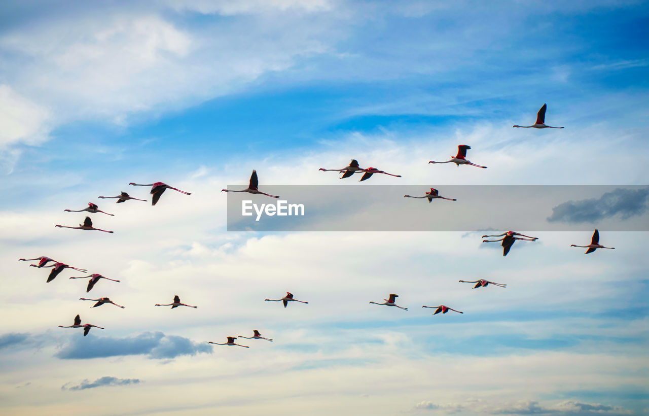 LOW ANGLE VIEW OF BIRDS IN THE SKY