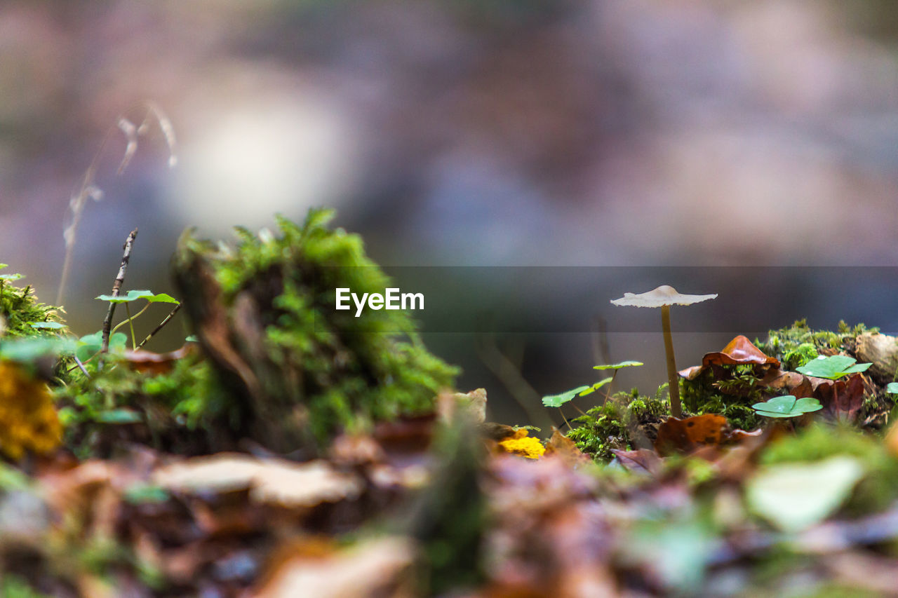 CLOSE-UP OF MUSHROOM