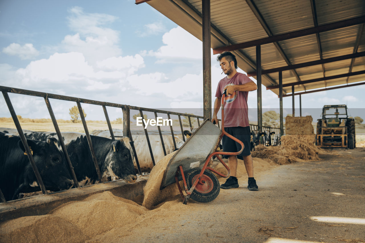 Young farmer feeding fodder to calves with wheelbarrow