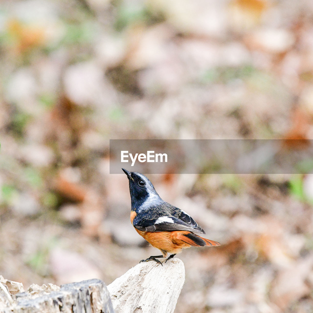 Close-up of bird perching on wood