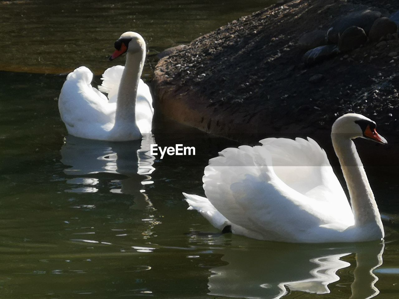 WHITE SWAN FLOATING ON LAKE