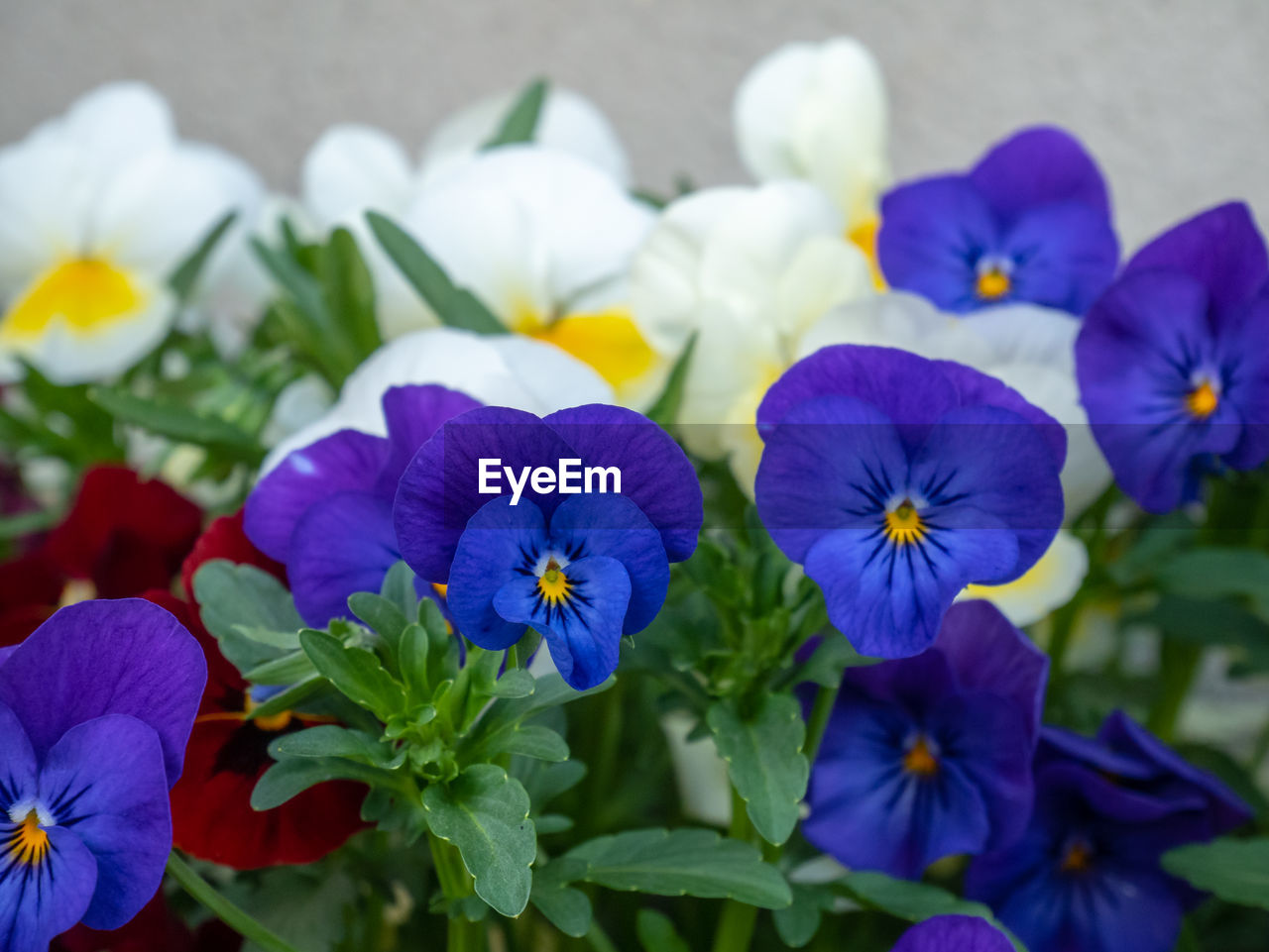 CLOSE-UP OF PURPLE PANSY FLOWERS