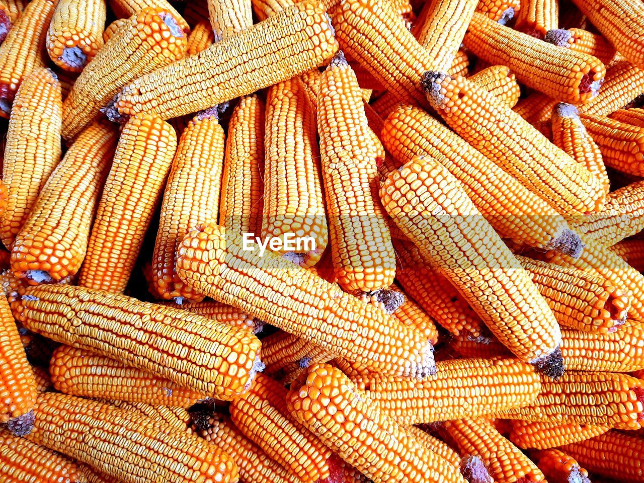 Full frame shot of healthy organic corn