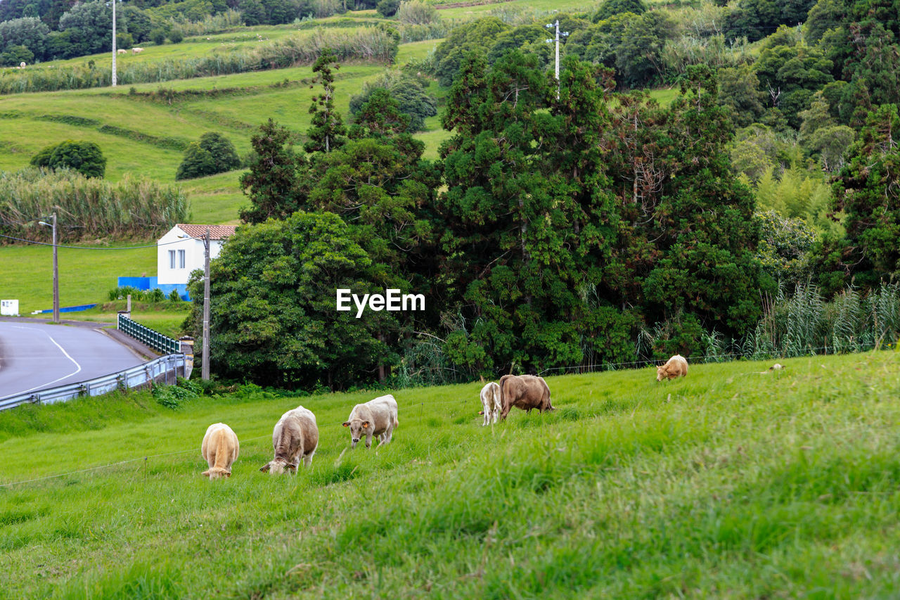 Cows grazing in a field