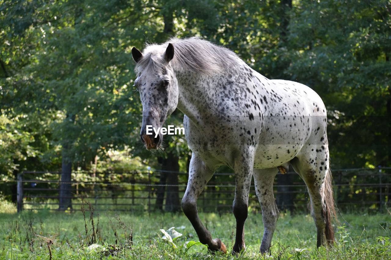 Horse standing in a field