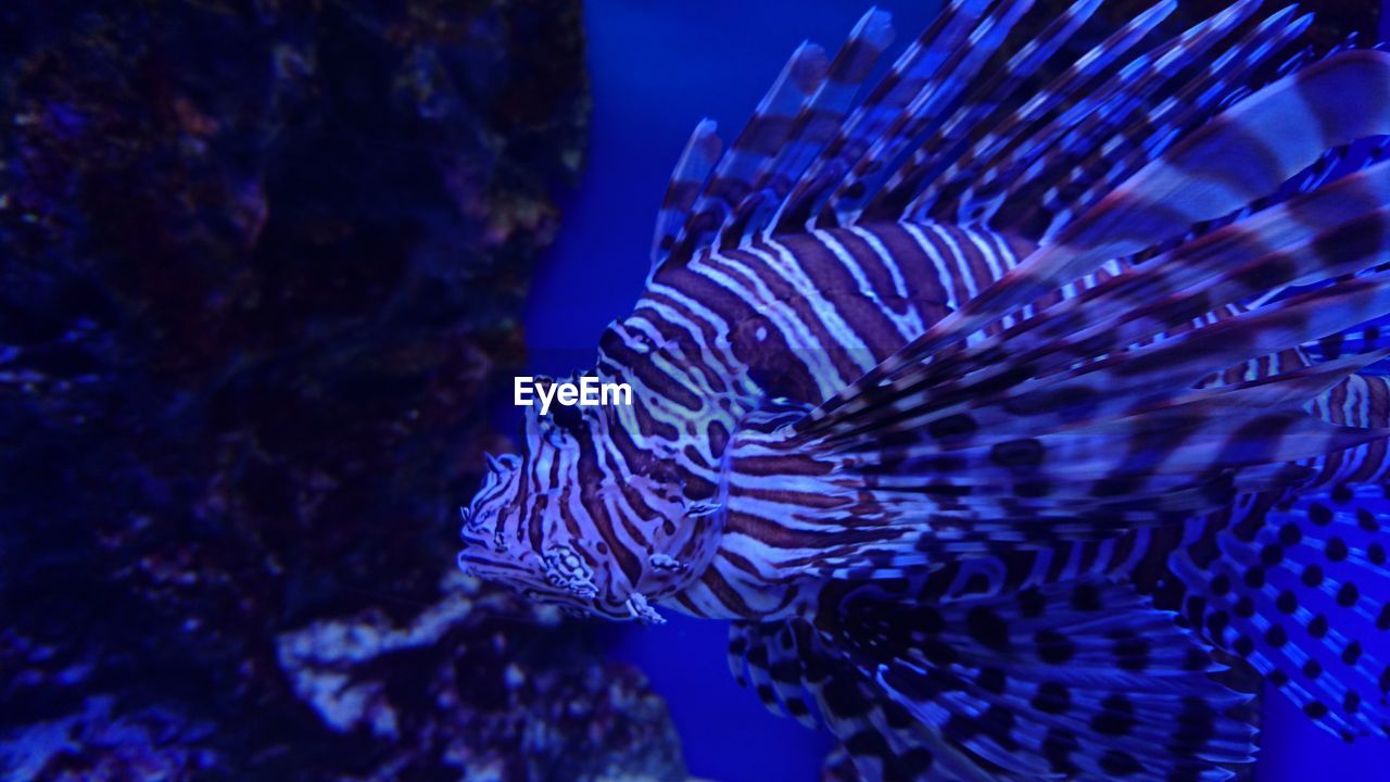 Blue aquarium and red lionfish