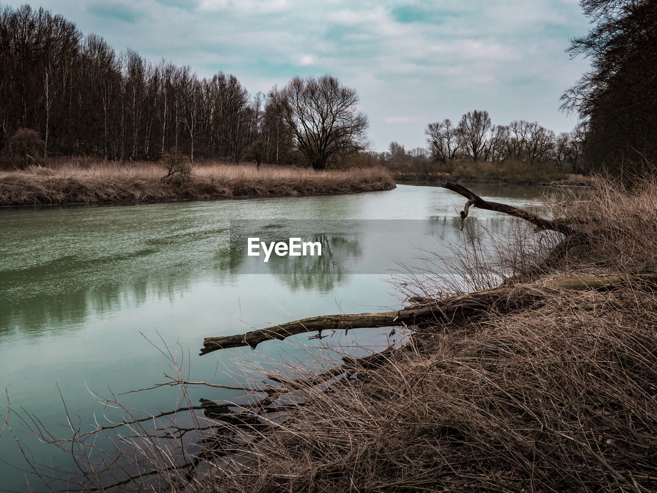 REFLECTION OF BARE TREES IN LAKE