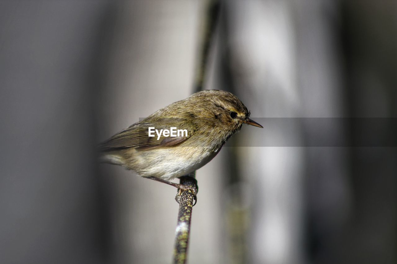 CLOSE-UP OF SPARROW PERCHING ON LEAF