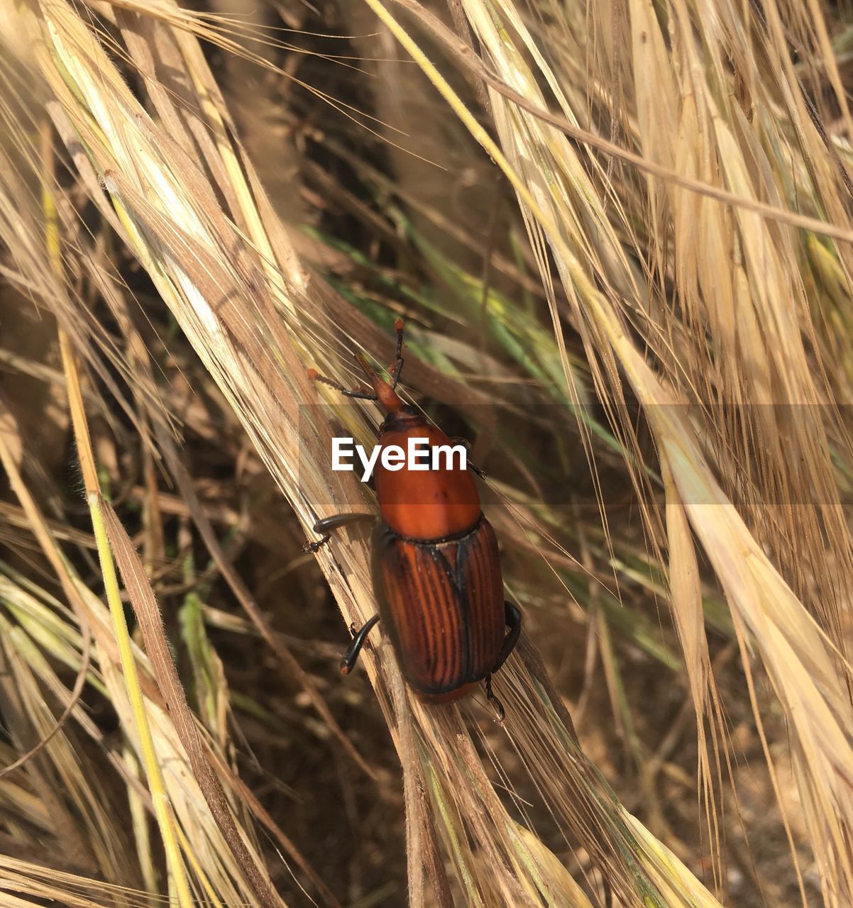 LADYBUG ON A PLANT