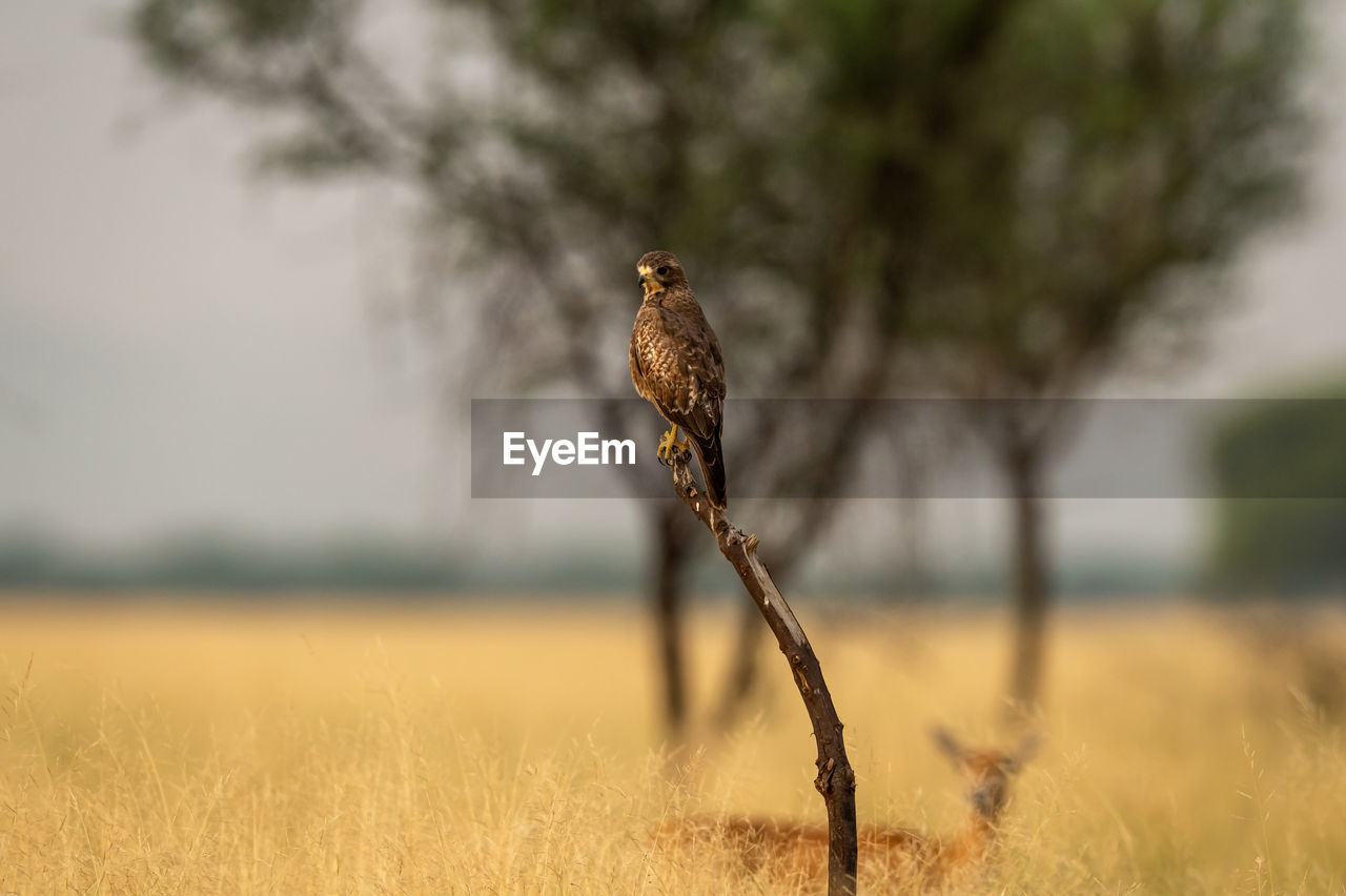 CLOSE-UP OF BIRD PERCHING ON A FIELD