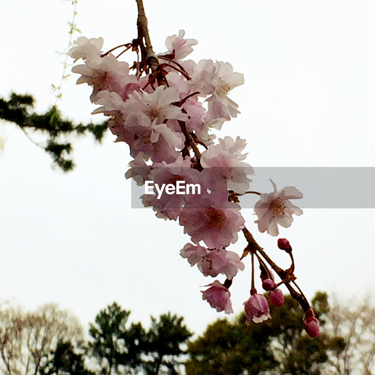 LOW ANGLE VIEW OF CHERRY BLOSSOMS ON TREE