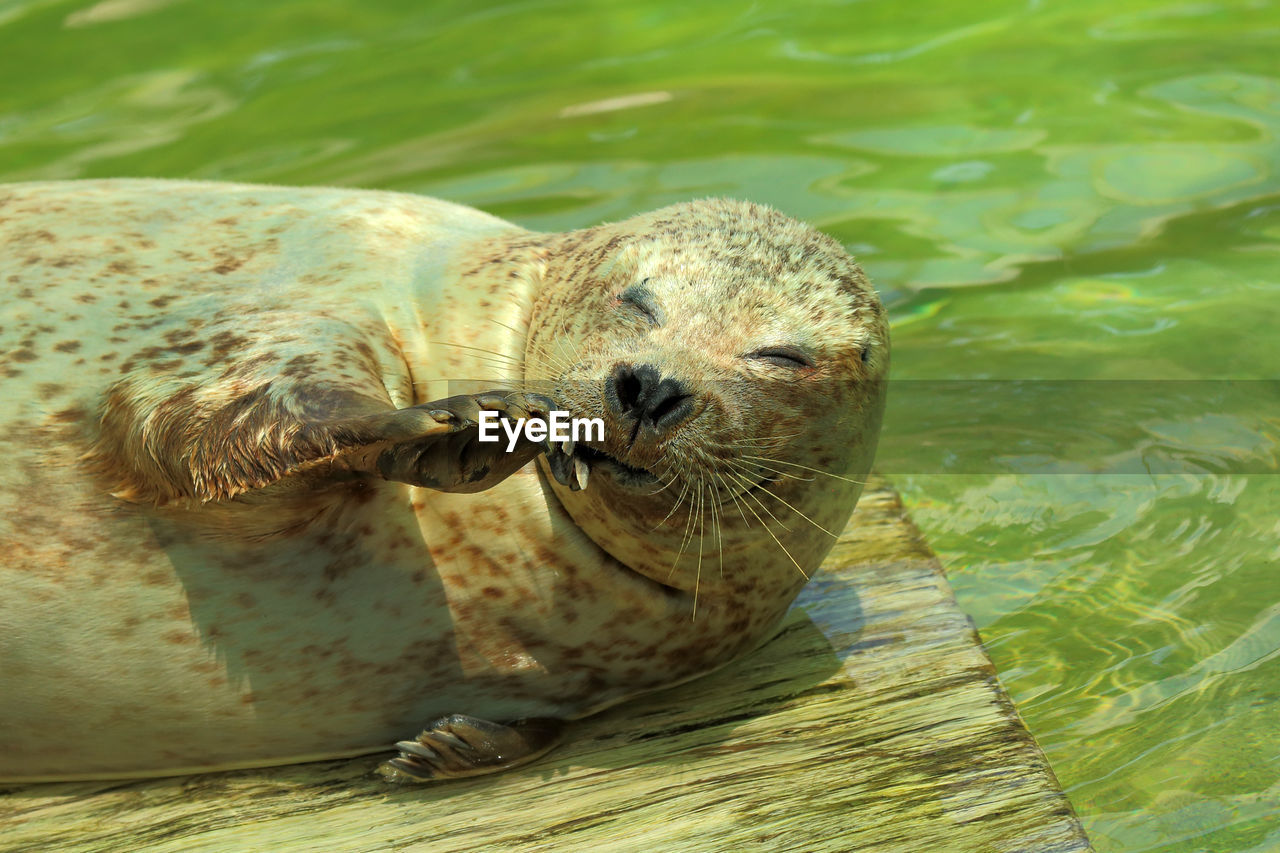 High angle view of harbor seal on wood at lake