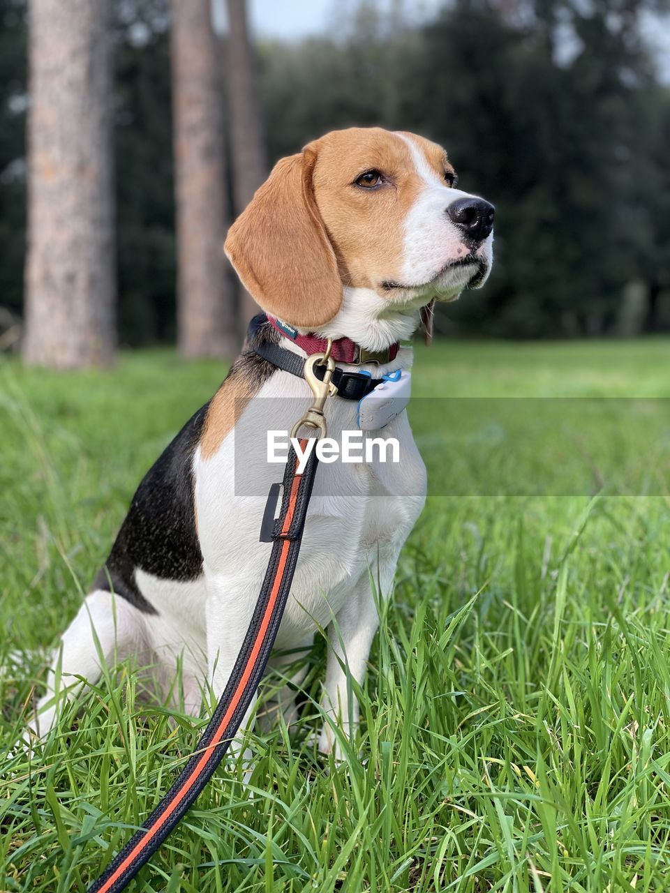 pet, one animal, dog, canine, animal themes, animal, domestic animals, mammal, grass, plant, beagle, treeing walker coonhound, collar, pet collar, english foxhound, puppy, american foxhound, nature, looking, leash, no people, hound, looking away, pet leash, day, outdoors, focus on foreground, pet clothing, cute, purebred dog
