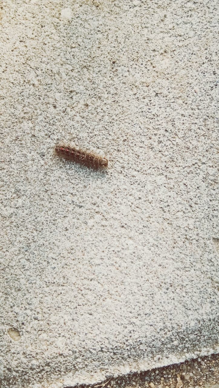 HIGH ANGLE VIEW OF CRAB ON SAND