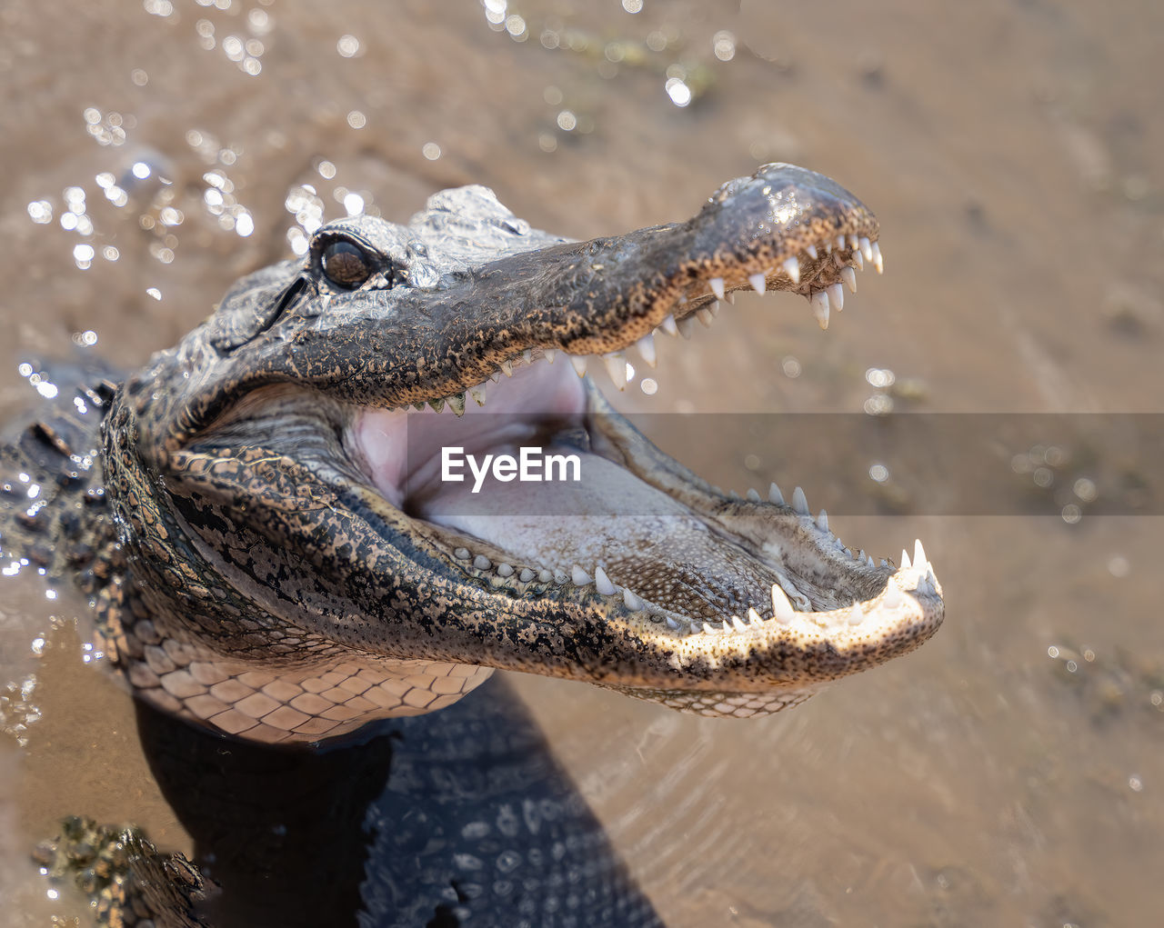 American alligator swimming in the rivers of the louisiana bayou gets a close up head shot