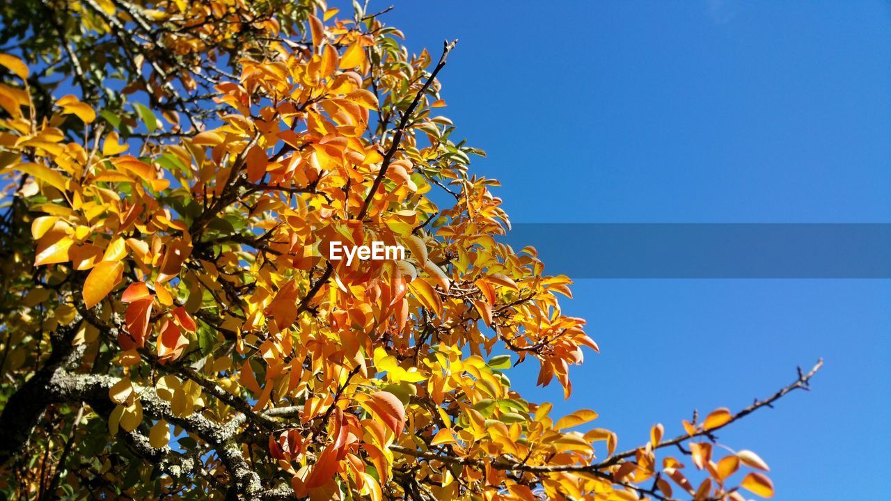 Low angle view of autumnal tree against blue sky