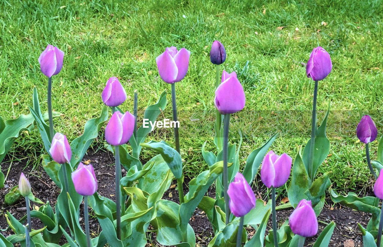 plant, flower, flowering plant, beauty in nature, freshness, growth, nature, pink, fragility, purple, land, petal, field, green, no people, close-up, inflorescence, flower head, day, tulip, springtime, grass, outdoors, iris, high angle view, leaf, crocus, plant part