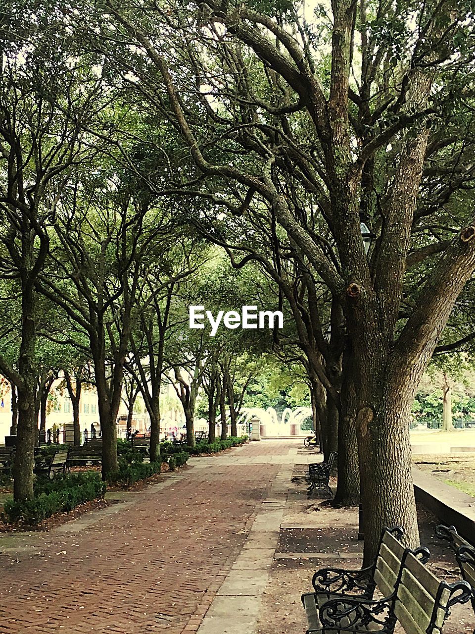 Benches on pathway amidst trees at park