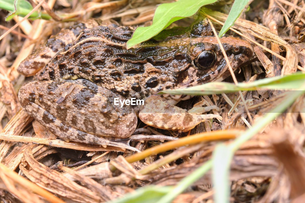 CLOSE-UP OF A FROG ON LAND