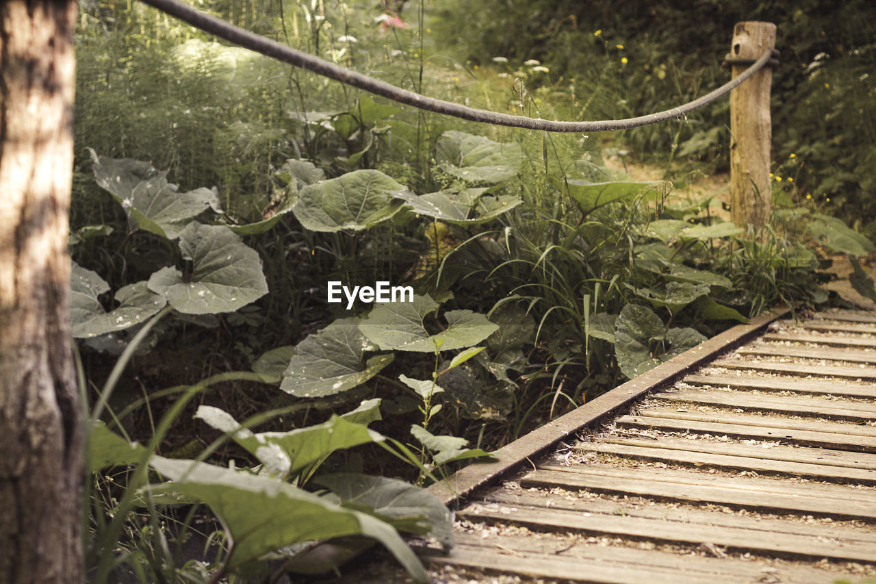 High angle view of leaves amidst trees in forest