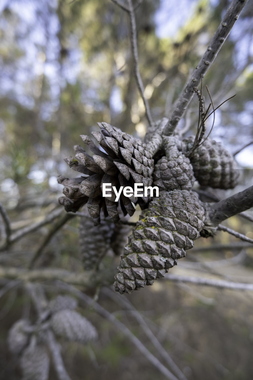tree, branch, plant, nature, leaf, no people, focus on foreground, close-up, coniferous tree, pinaceae, flower, day, rope, twig, pine tree, wildlife, macro photography, pine cone, outdoors, winter, forest, selective focus, conifer cone, beauty in nature, land