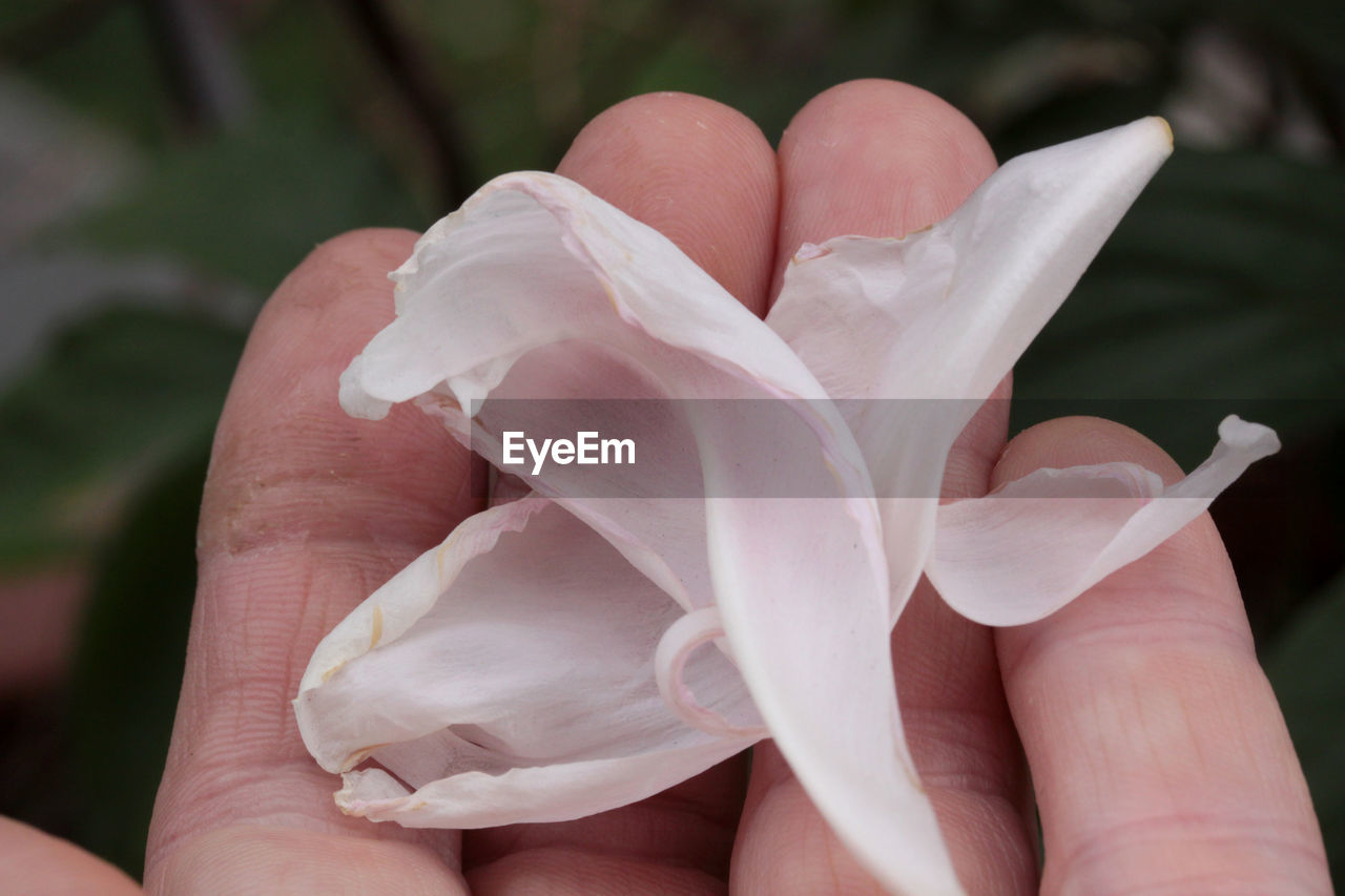 CLOSE-UP OF HAND HOLDING PINK ROSE FLOWER