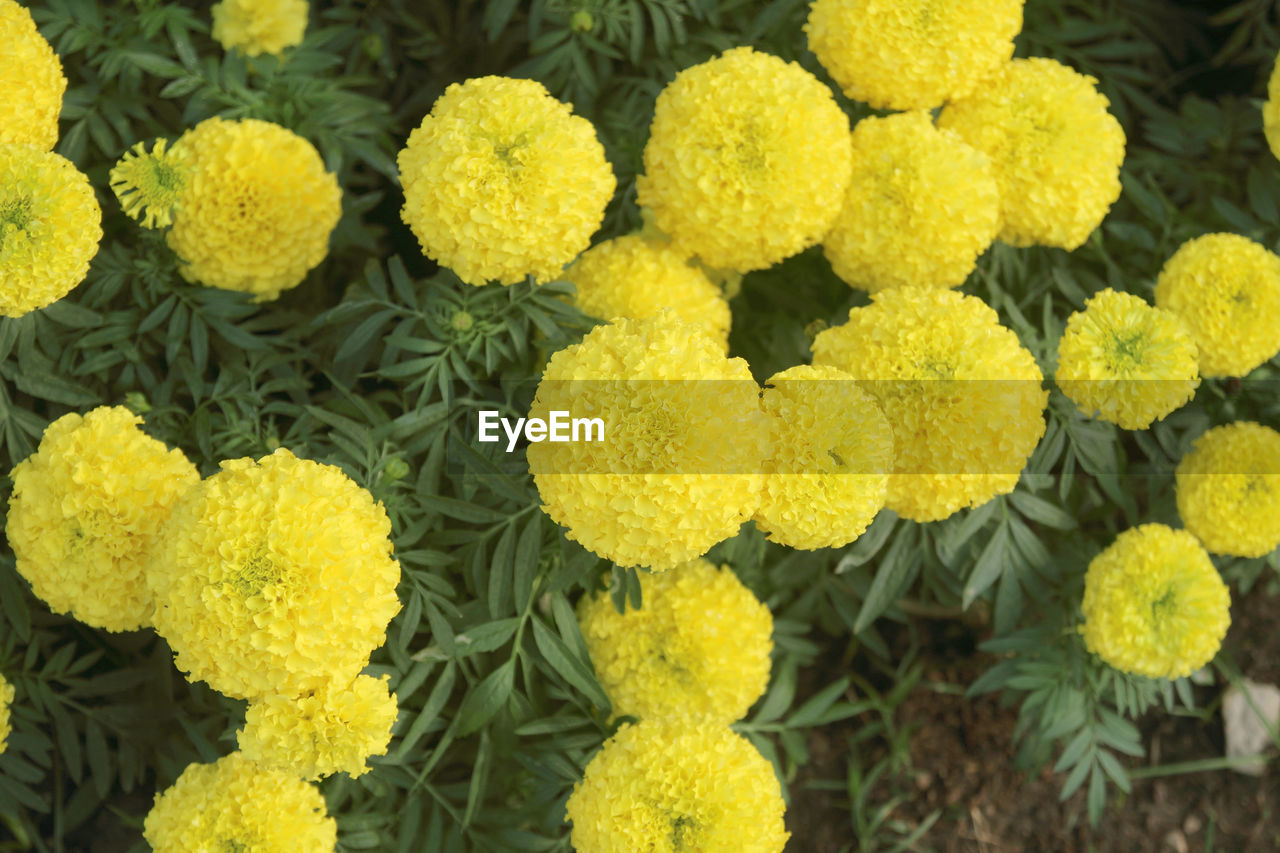 HIGH ANGLE VIEW OF YELLOW FLOWERS