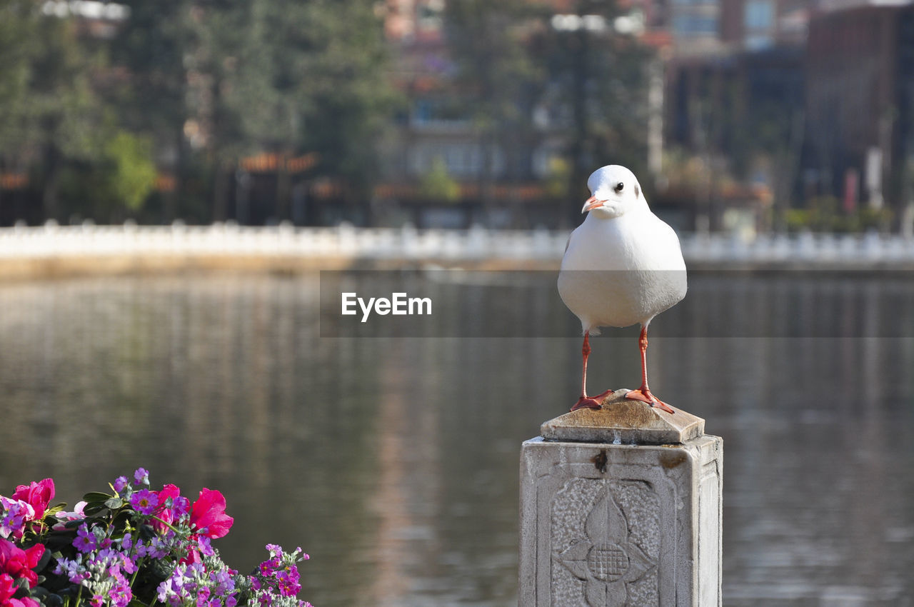 CLOSE-UP OF SEAGULL PERCHING ON WOODEN POST