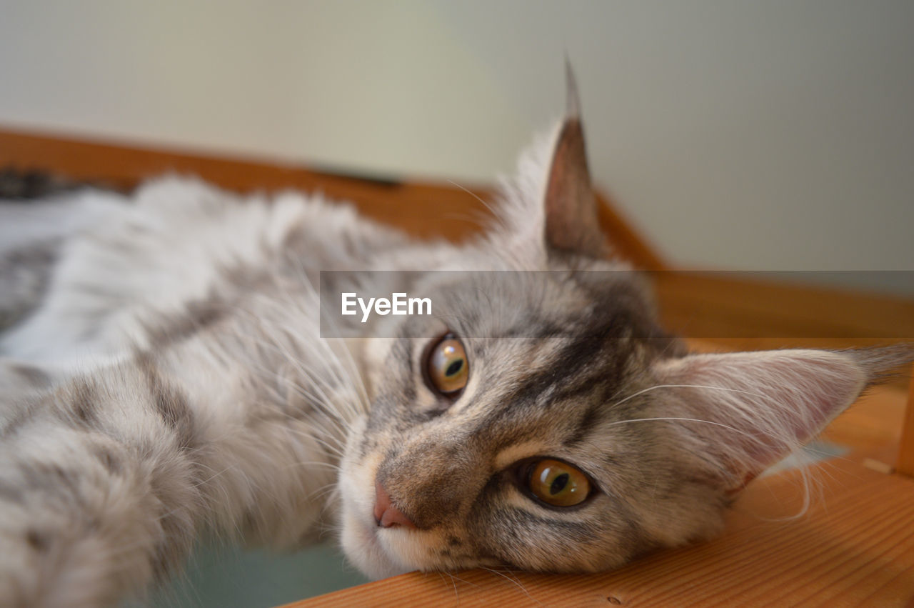 Close-up of cat lying on bed at home