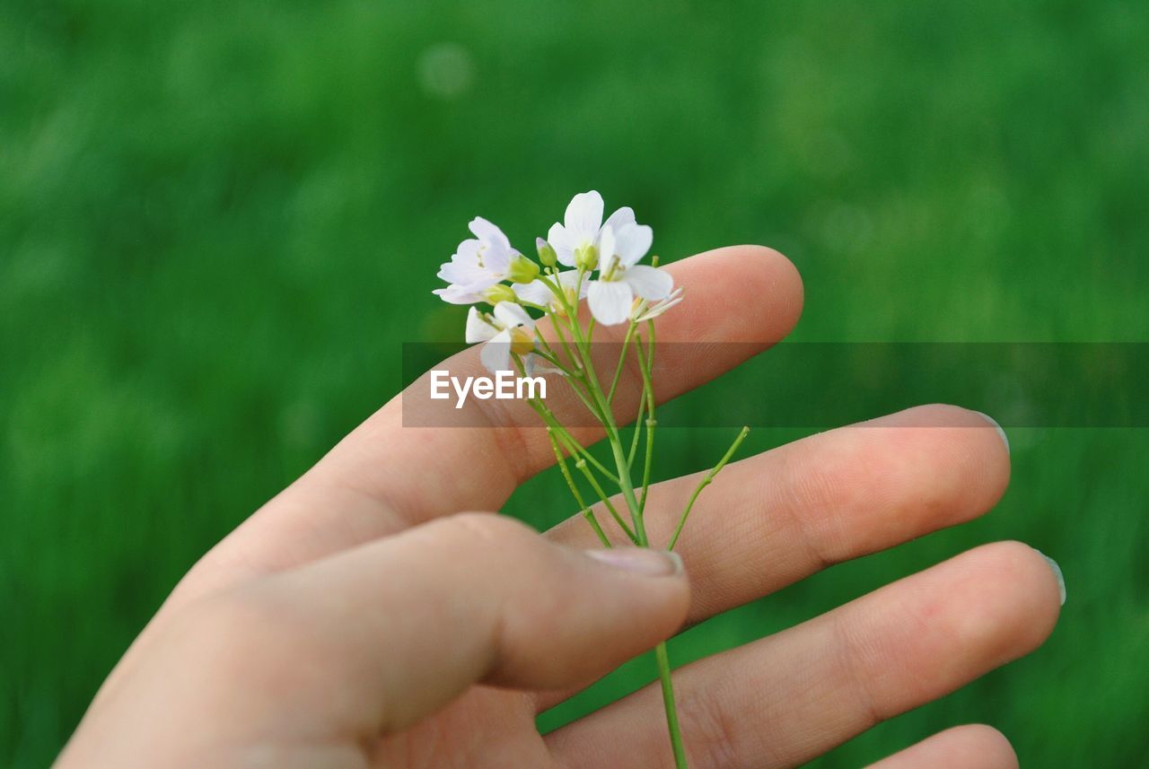 Cropped hand of woman holding small white flower on field