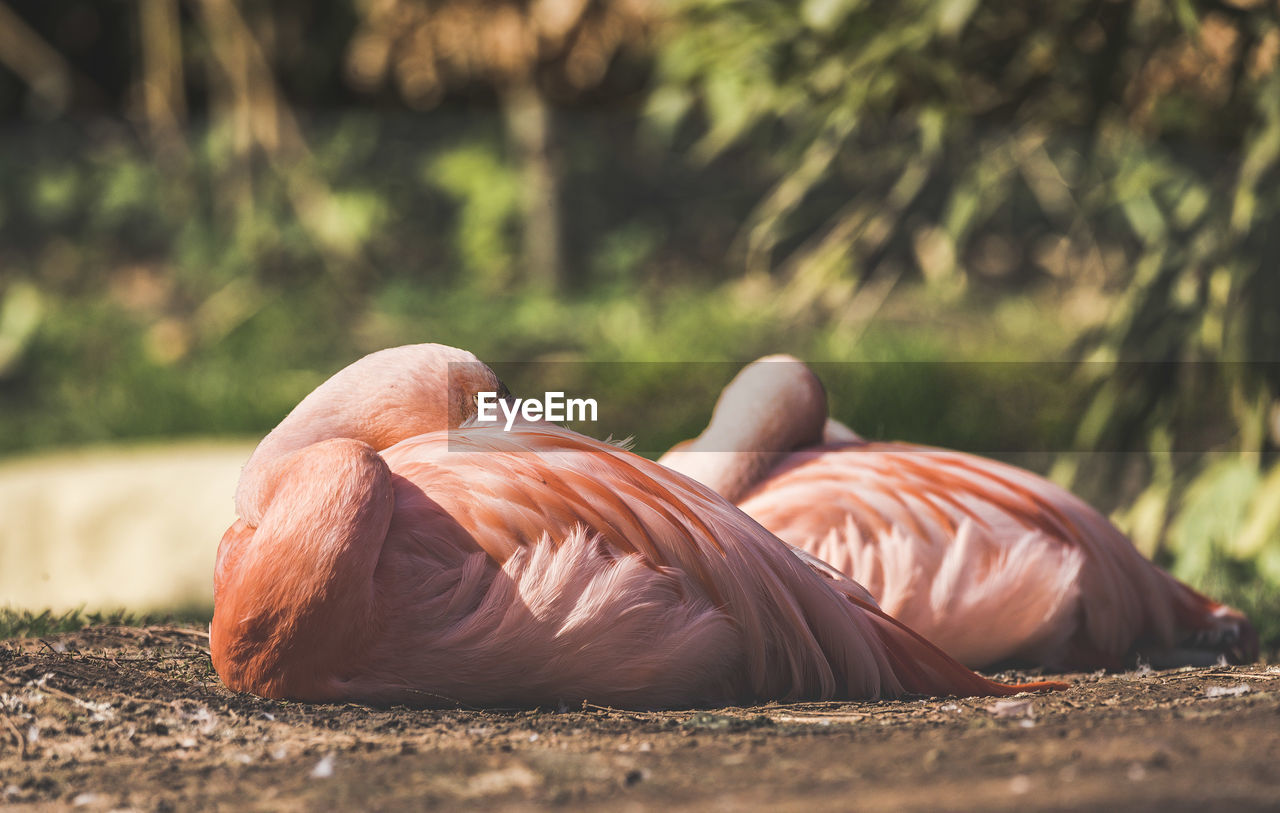 Flamingoes relaxing on field