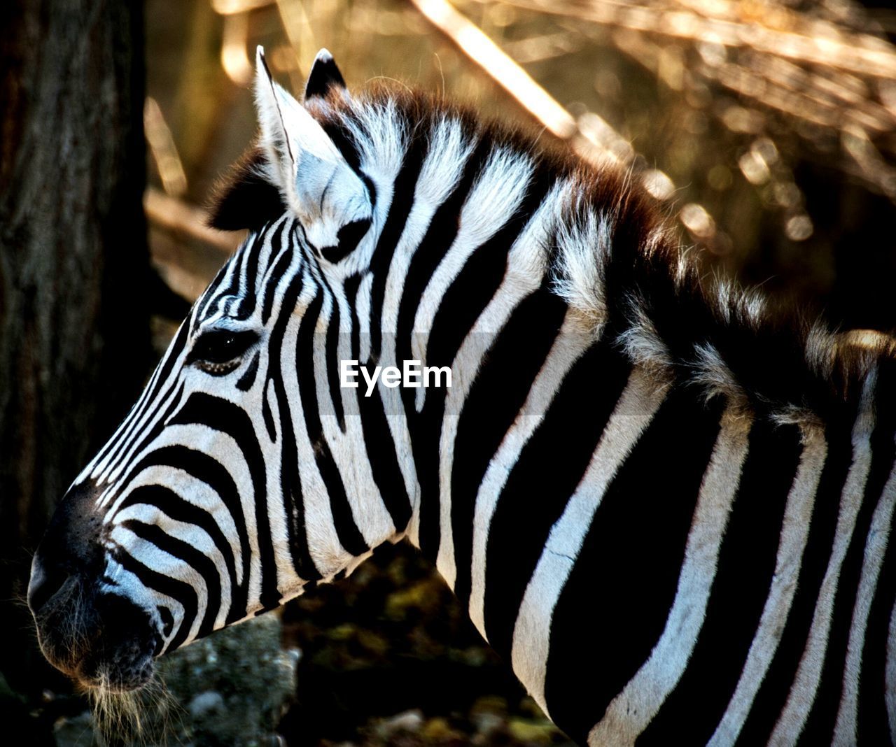 Profile view of zebra